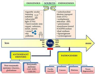 Lifestyle, Oxidative Stress, and Antioxidants: Back and Forth in the Pathophysiology of Chronic Diseases